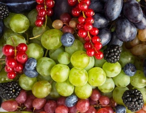 vinograd 2018n