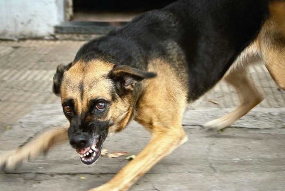 beshenstvo