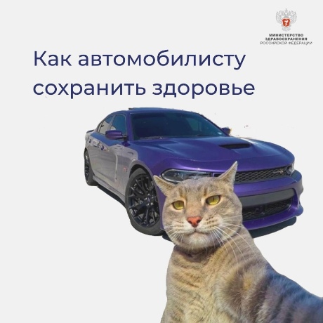 cat 1