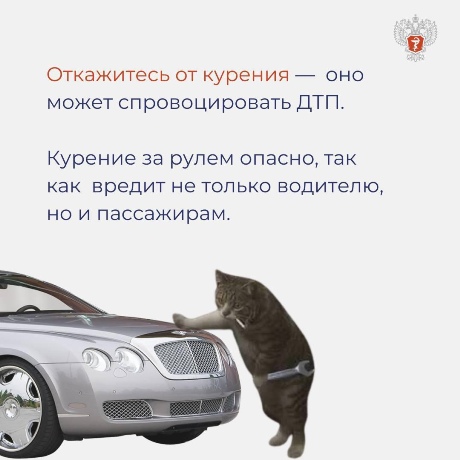 cat 4