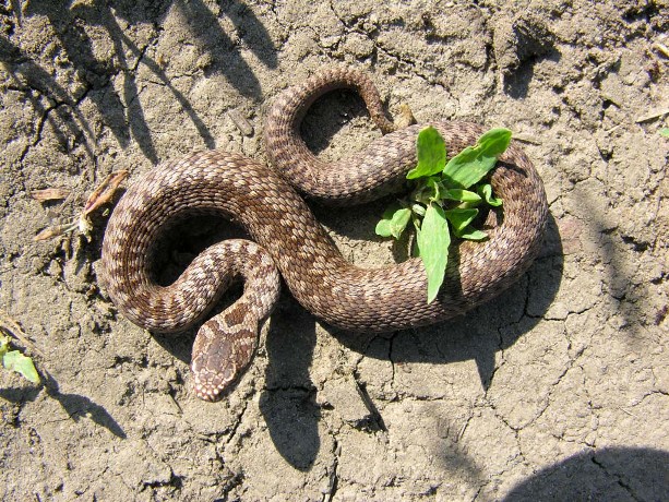 gadyuka obyknovennaya