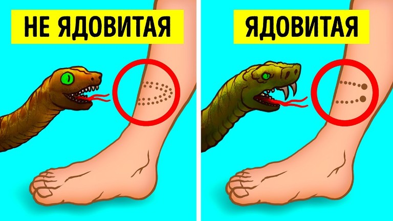 otlichiye zmey