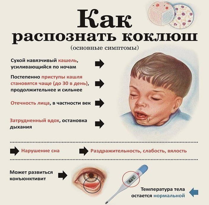 koklyush infograf